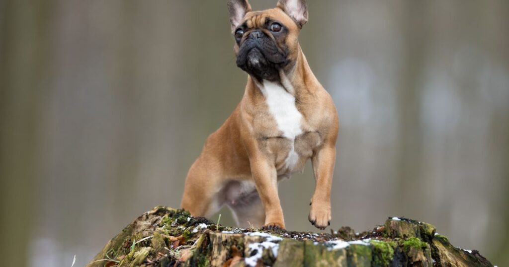 French Bulldog Intervertebral Disc Disease