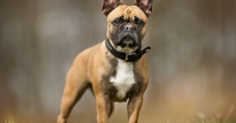 French Bulldog Intervertebral Disc Disease