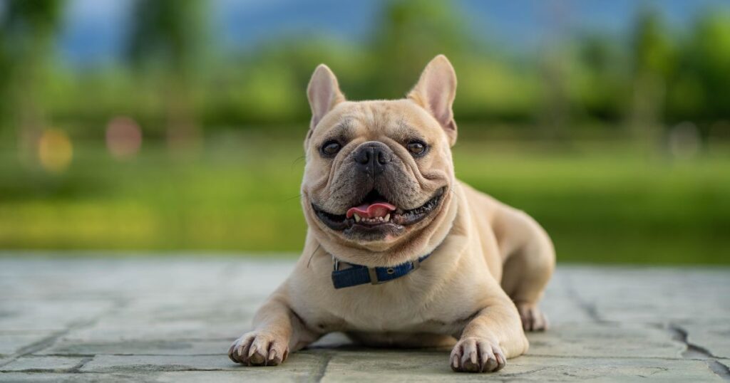 French Bulldog Obesity and Weight Management