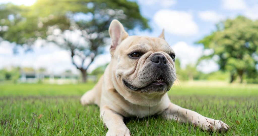 French Bulldog Obesity and Weight Management