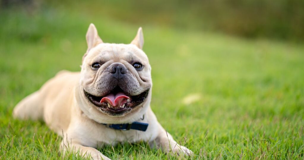 French Bulldog Obesity and Weight Management