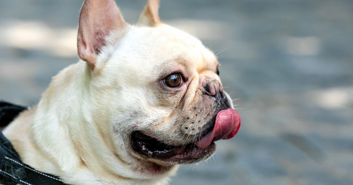 French Bulldog Patellar Luxation - Serena's Chronicles