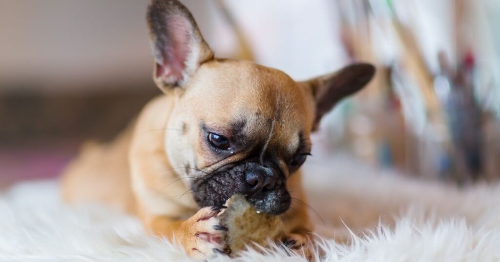 French Bulldog Von Willebrand's Disease