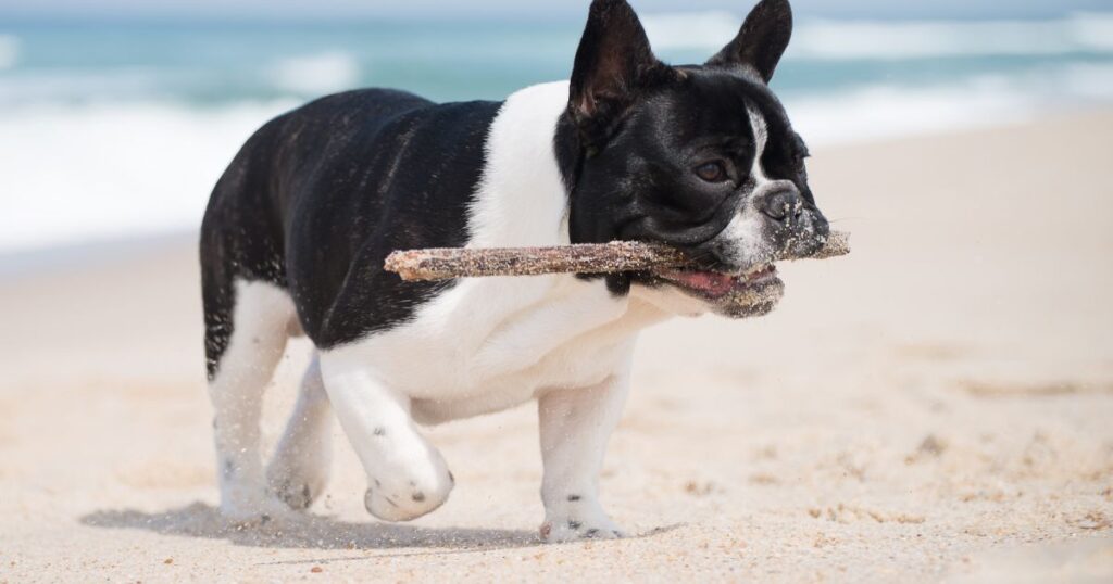 French Bulldog Von Willebrand's Disease