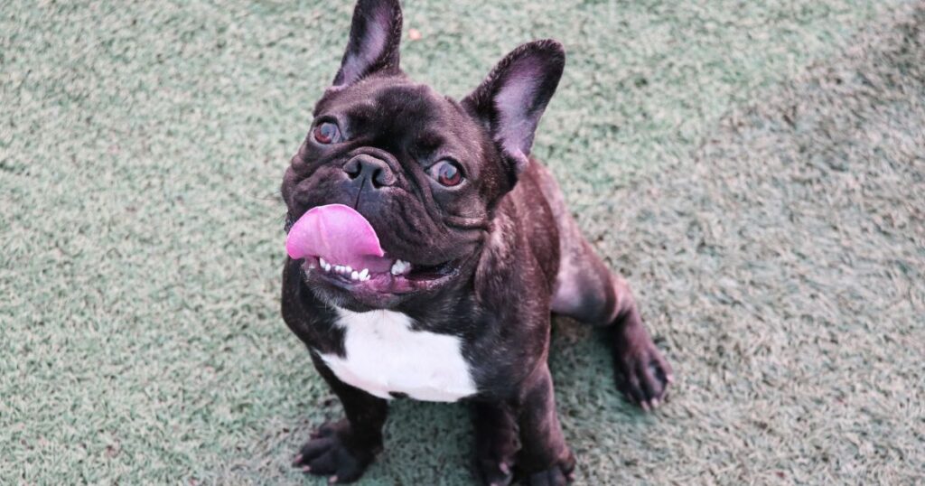 French Bulldog Von Willebrand's Disease