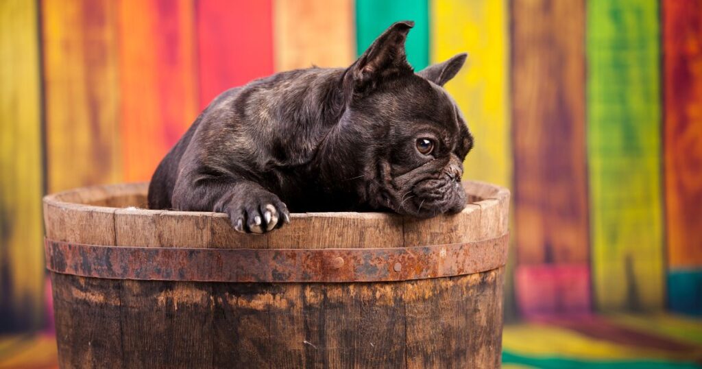 How to Take Care of a French Bulldog Tail