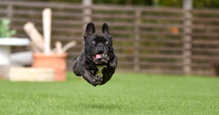 French Bulldogs and Children: A Perfect Match or a Misunderstanding?