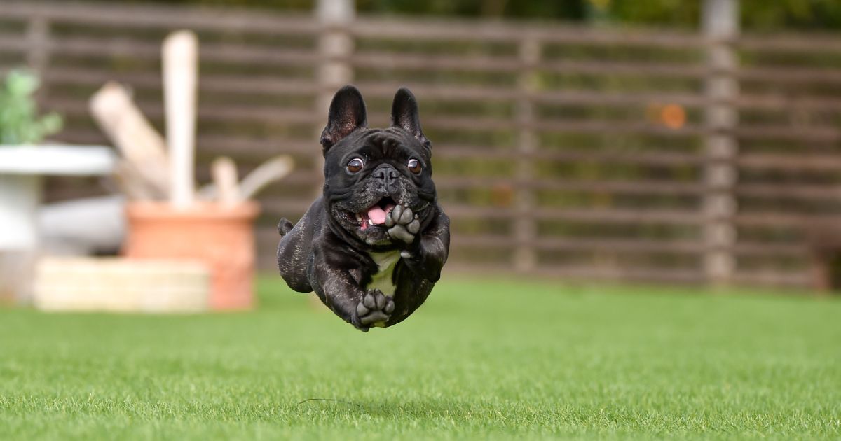 French Bulldogs and Children